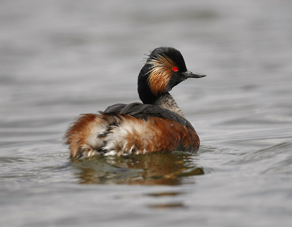 Black-necked Grebe