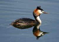 Great Crested Grebe & Little Grebe