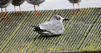 Laughing Gull