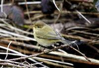 Common Chiffchaff