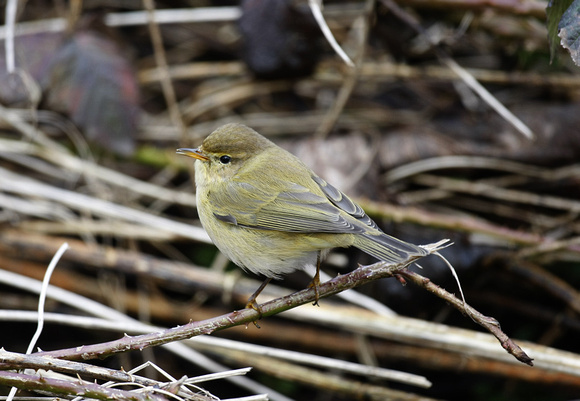 Common Chiffchaff