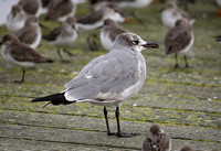 Laughing Gull