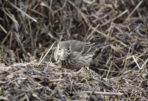 Buff-bellied Pipit