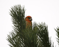 Parrot Crossbill