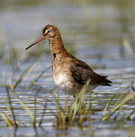 Black-tailed Godwit