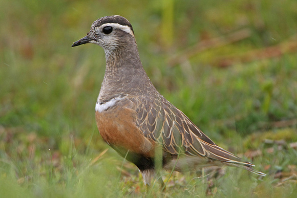 Dotterel