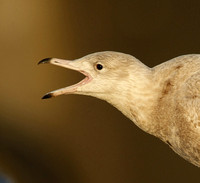 Glaucous Gull