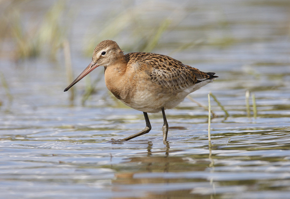 Black-tailed Godwit