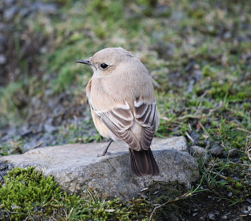 Desert Wheatear