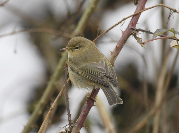 Common Chiffchaff