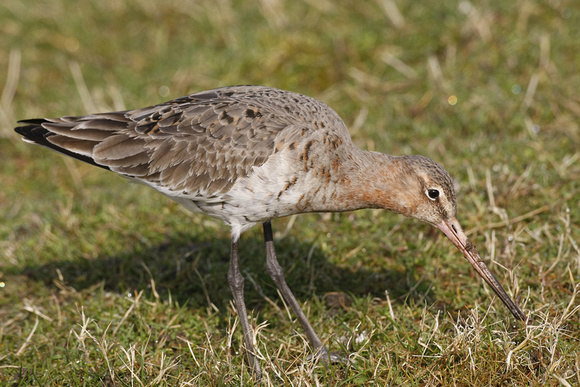 Black-tailed Godwit