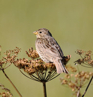 Corn Bunting