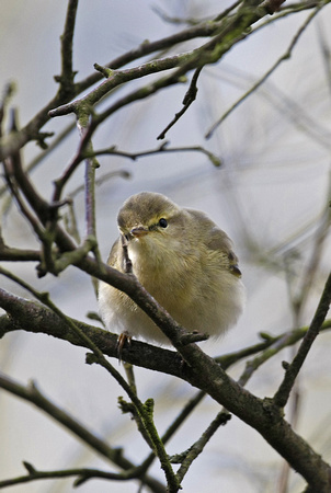 Iberian Chiffchaff
