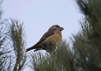 Parrot Crossbill