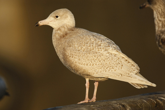 Glaucous Gull