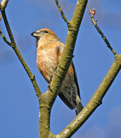 Common Crossbill