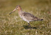 Black-tailed Godwit