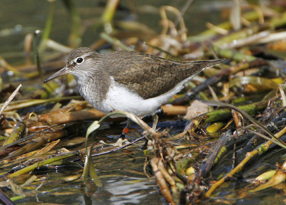 Common Sandpiper