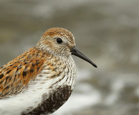 Dunlin