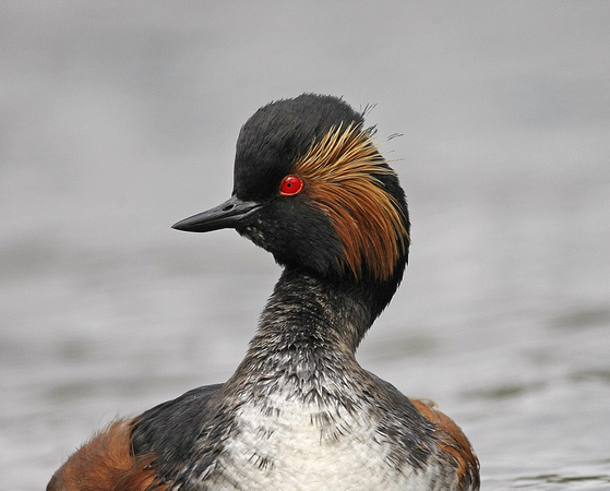 Black-necked Grebe