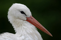 Captive Birds