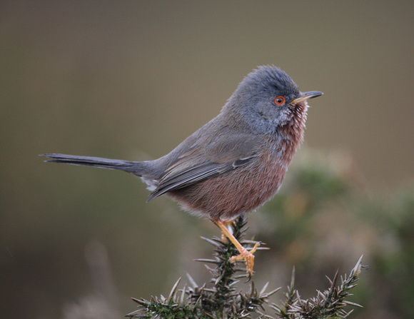 Dartford Warbler