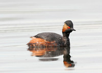 Black-necked Grebe