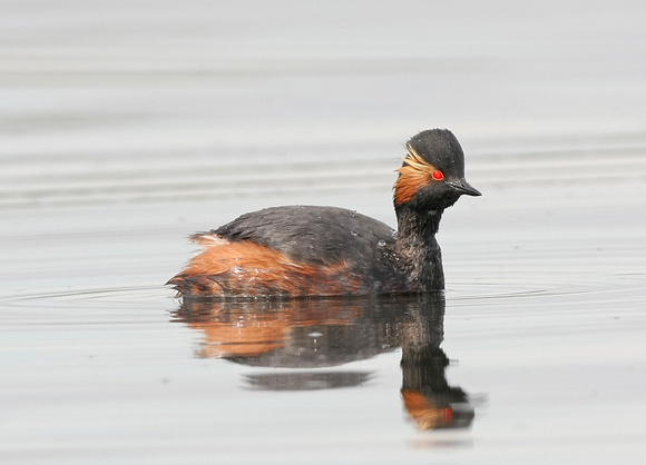 Black-necked Grebe