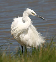 Egrets,Herons & Spoonbill