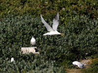 Elegant Tern