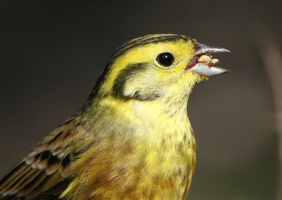 Yellowhammer