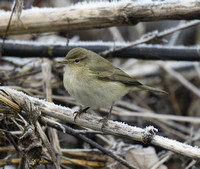 Chiffchaff