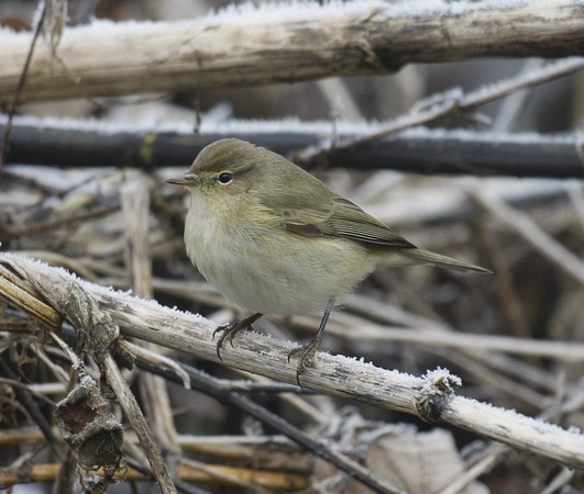 Chiffchaff