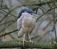 Night Heron