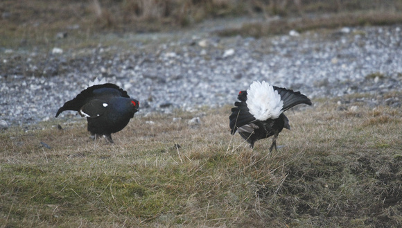 Black Grouse