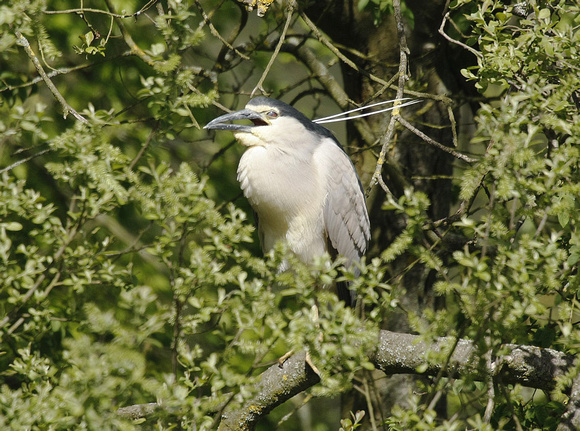 Night Heron