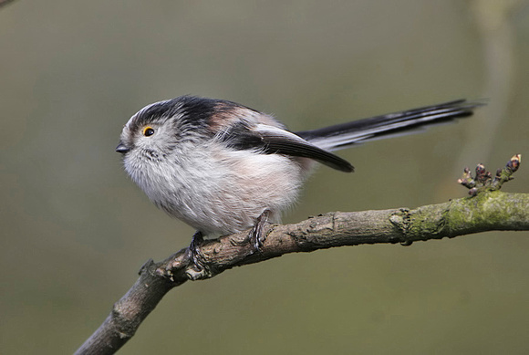 Long-tailed Tit