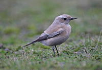 Desert Wheatear