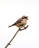 Red-tailed Shrike (Turkestan)