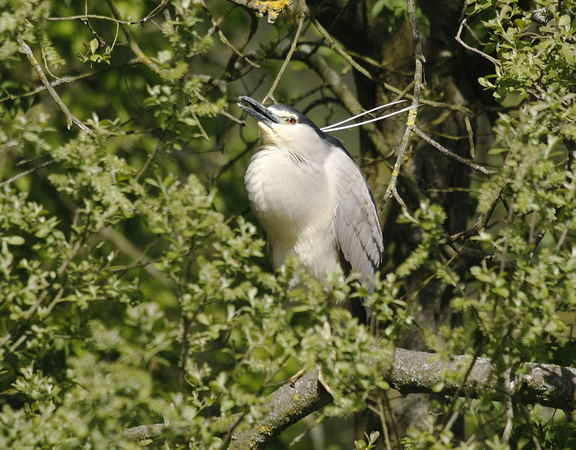 Night Heron