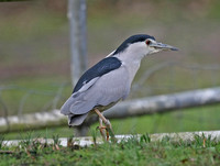 Night Heron