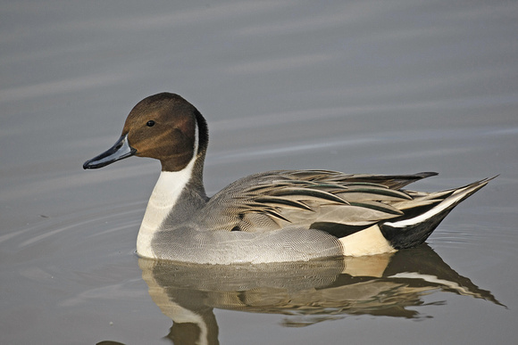 Pintail