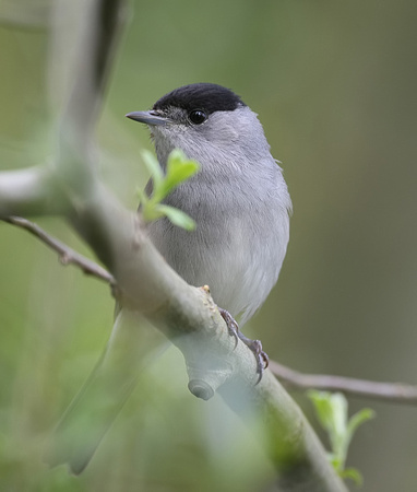 Blackcap