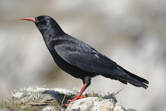 Chough