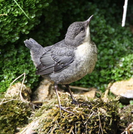 Dipper