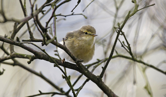 Iberian Chiffchaff