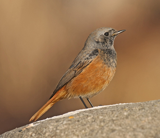 Eastern Black Redstart