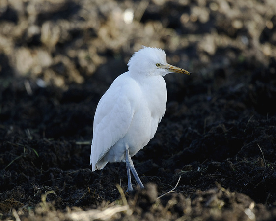 Cattle Egret