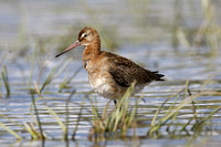 Black-tailed Godwit