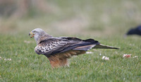 Red Kite